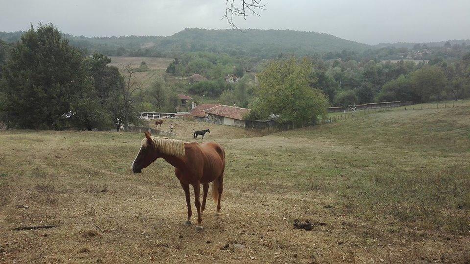 Ecopark Elena Exterior foto